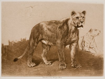 Estudos de uma leoa de Rosa Bonheur