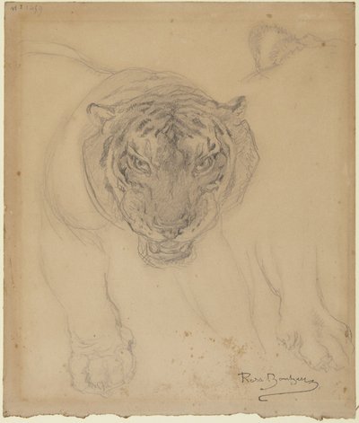 Tigre, com esboço de pata, verso: esboço da cabeça de um tigre de Rosa Bonheur