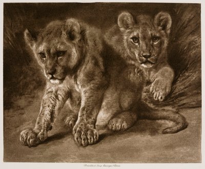 Dois filhotes de leão de Rosa Bonheur