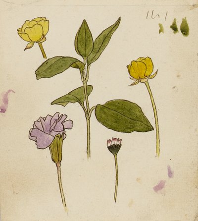 Estudo de flores - ranúnculo e margarida de Rosa Brett