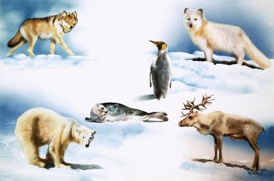 Animais do Ártico de Rudolf Sablic
