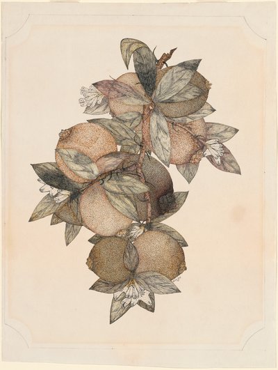 Fruta Romã de Rufus King