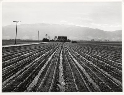 Alface jovem, Salinas, Califórnia de Russell Lee