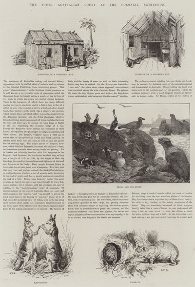 Tribunal do Sul da Austrália na Exposição Colonial de S.T. Dadd