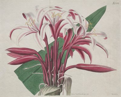 A Revista Botânica ou Jardim das Flores Exibida: Stately Crinum, 1823. de S. Curtis