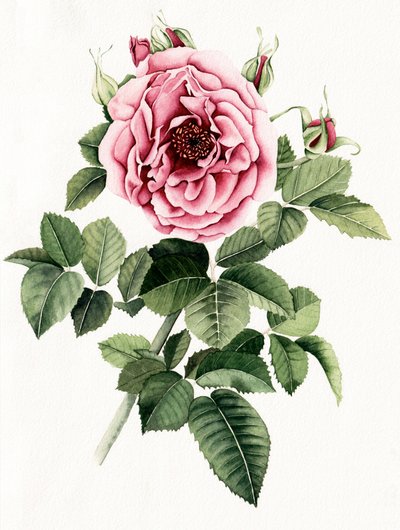 Rosa em flor de Salome