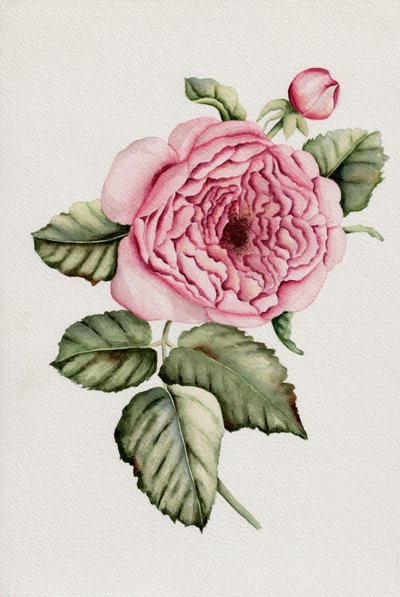 Rosa Botânica de Salome