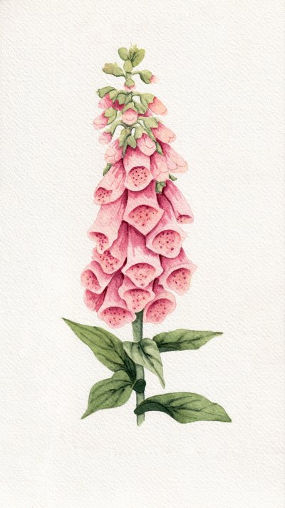 Dedalera-rosa-delicada de Salome