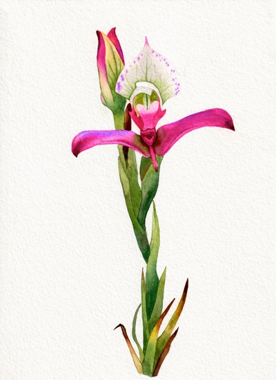 Flor de orquídea rosa de Salome