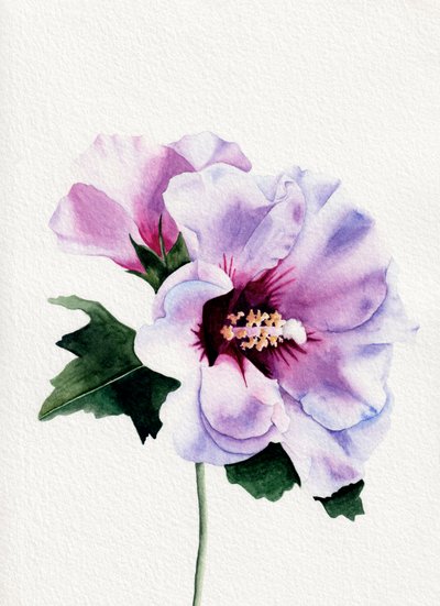 Flores de hibisco roxo de Salome