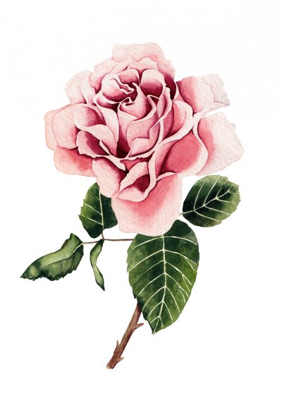 Rosa em aquarela de Salome
