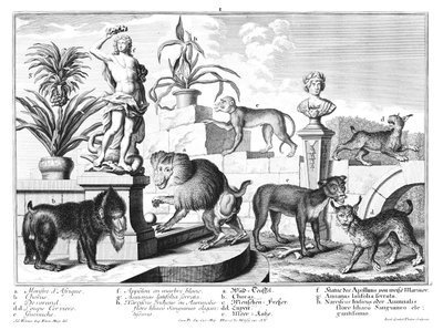 Macacos e gatos selvagens de Salomon Kleiner