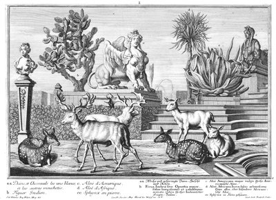 Damwild de Salomon Kleiner