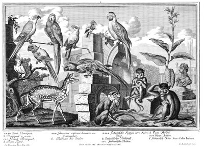 papagaios e macacos de Salomon Kleiner