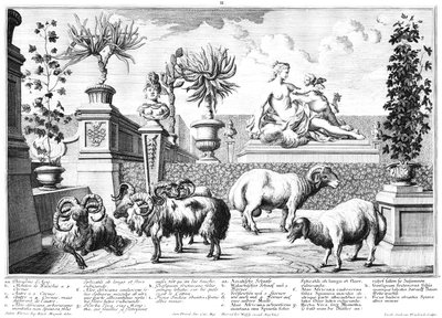 Ovelhas de Salomon Kleiner