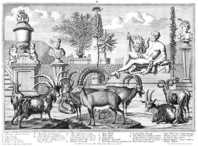 Capricornianos de Salomon Kleiner