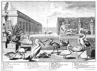 aves aquáticas de Salomon Kleiner