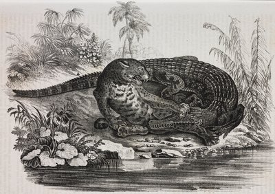 Caimão e jaguar, litografia de Salvatore Puglia de Poliorama Pittoresco, n 16, 25 de Novembro de Salvatore Puglia