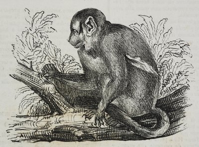 Night monkey douroucoulis (Aotus trivirgatus), litografia de Salvatore Puglia de Poliorama Pittoresco, n 46, 25 de Junho de Salvatore Puglia