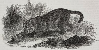 Sumatran cat, litografia de Salvatore Puglia de Poliorama Pittoresco, n 47, 1 de Julho de Salvatore Puglia