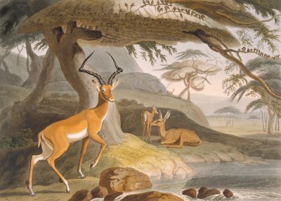 O Pallah de Samuel (after) Daniell