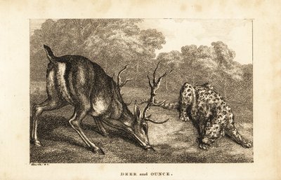 Encontro entre um veado, Cervus elaphus, e um leopardo das neves, Panthera uncia de Samuel (after) Howitt