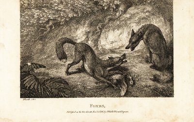Raposa com galinha morta a lutar contra outra raposa de Samuel (after) Howitt