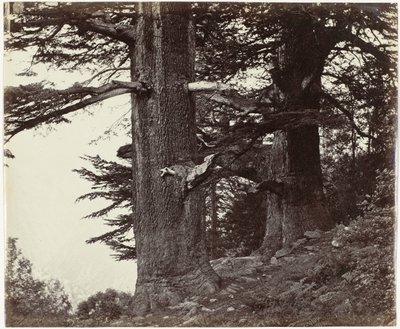 Twee cederbomen, Himachal Pradesh Deoddars 35 pés e 37 pés de circunferência (título original) de Samuel Bourne (attributed to)