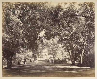 Um arco de árvores perto de Tanjore de Samuel Bourne