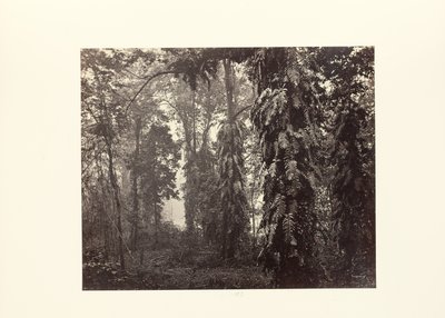 Darjeeling; Creepers na floresta abaixo de Ging de Samuel Bourne