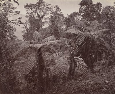 Darjeeling, Grupo de Fetos de Árvores em Lebong de Samuel Bourne