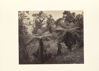 Darjeeling; Grupo de fetos arbóreos em Lebong de Samuel Bourne