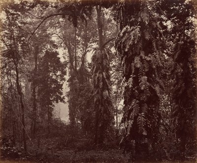 Darjeeling, Índia de Samuel Bourne