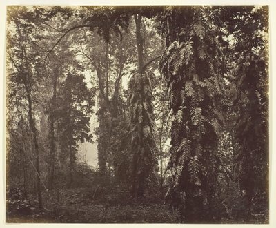paisagem de Samuel Bourne
