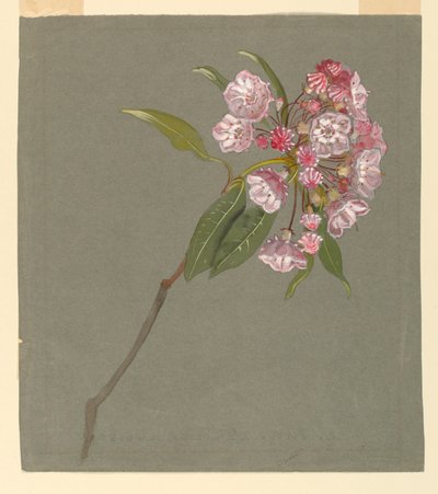 Um ramo de louro da montanha com folhas e flores de Samuel Colman