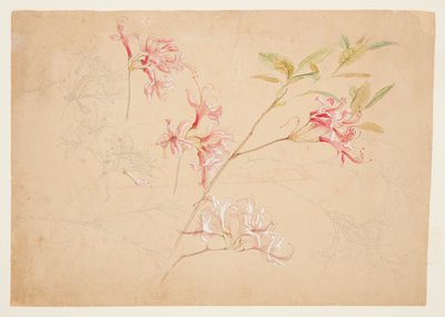 Azaléias de Samuel Colman