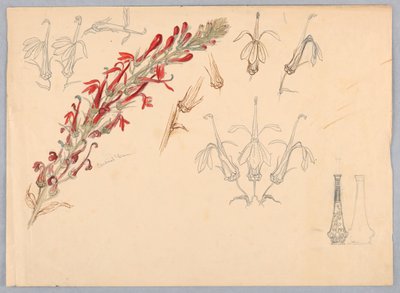 Cardeal Flor de Samuel Colman