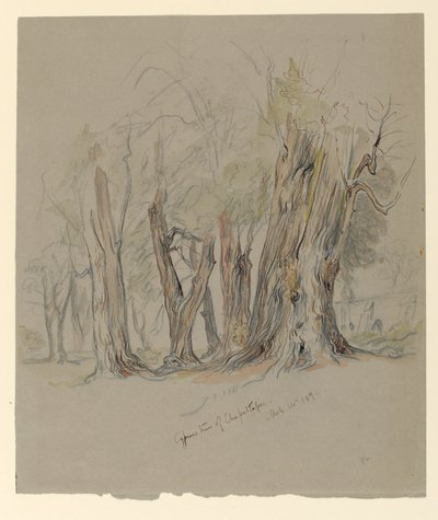Ciprestes de Chapultepec, México de Samuel Colman