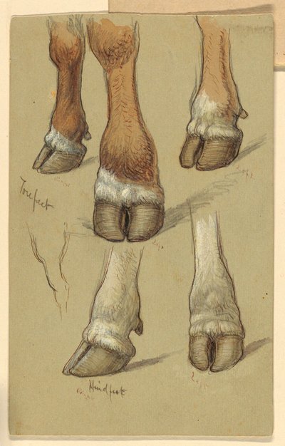 Desenho, Estudos sobre o gado, 1871 de Samuel Colman