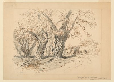 Desenho, Estudo para as Cypress Trees of Montezuma, Parque de Chapultepec, México de Samuel Colman