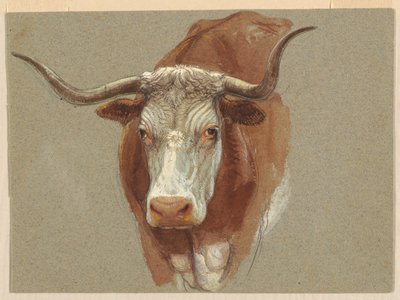 Cabeça de vaca ou boi de Samuel Colman
