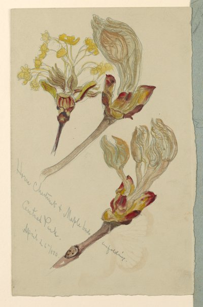 Desdobramento de botões de castanha da Índia e bordo, Central Park de Samuel Colman