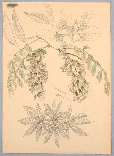 Flores de gafanhotos de Samuel Colman