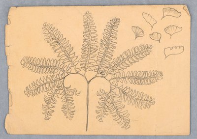 Samambaia Maidenhair de Samuel Colman