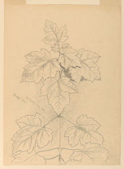 Maple Leaves, Mt. Desert de Samuel Colman