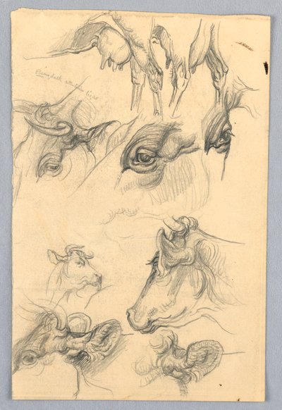 Estudos de vacas de Samuel Colman