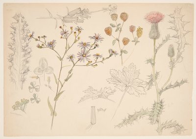 Estudos de Flores do Prado de Samuel Colman