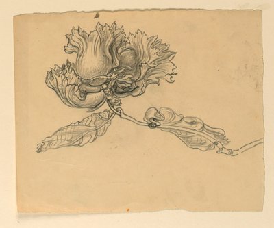 Estudo para ilustração: avelãs de Samuel Colman