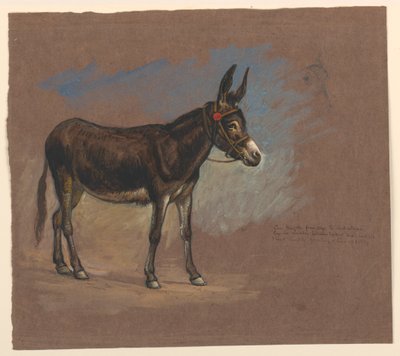 Estudo de uma mula de Samuel Colman