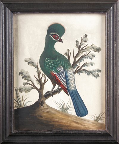 Touraco, c. 1750 de Samuel Dixon